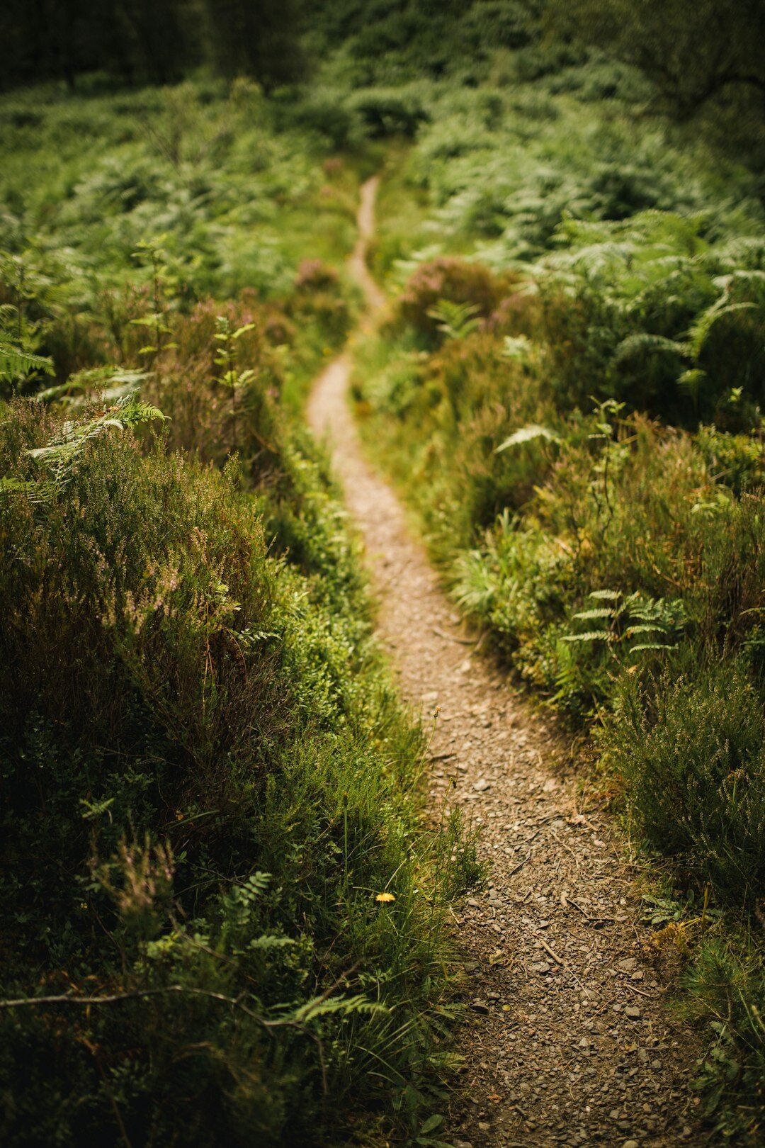 path through forest